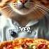 Cat Chef S Pizza Mishap Cats Catlover Animal Short Shorts Cocomelon