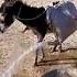 Donkey Water Transport Boy Filling Trough Using Donkey Carrying Water Bags Rural Water