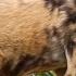 Wild Dog Vs Allergies Full Episode Secrets Of The Zoo Tampa Nat Geo Animals