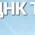Еврейская ДНК генеалогия генеалог Инна Вайнер