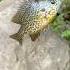 Leaving A Live Bluegill In The River OVERNIGHT