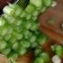 How To Cut Green Onions