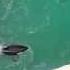 Lolita Killer Whale In Captivity Miami Seaquarium Please SHARE To Raise Awareness