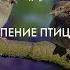 стрекотание сверчков