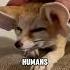 This Adorable Creature Is Actually A Fennec Fox Animals Fennec Fox Shorts