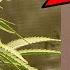 How I Battled Fungus Gnats AND WON