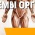 Ткани и органы Системы органов