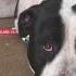 Dog With Heat Stroke Rescued