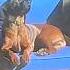 Butterfly Lands On Dog S Nose Butterfly Dog Cute