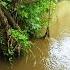 Found A River In The FOREST And Left A Camera Trap On The Bank Here S WHO Came