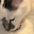 No One Was Adopting This Doll Sized Cat I Took Her Home