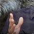 So Are Dire Wolves Back From The Dead Or Not The MeatEater Podcast Ep 711