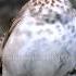 Hear The Swainson S Thrush Song