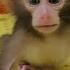 I Won T Give Up On Continuing To Train Newborn Monkey Molly Can Stand Walk And Run Like Any Other