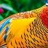 Relaxing Bird Sounds 8K Birds And Rain For Moments Of Stillness