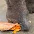 Fantastic Beasts Elephant Eats Pumpkin