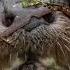 Bubble Squeak HD Wildlife Otters Kingfishers