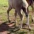 Baby Gabe Is A Month Old He S So Cute Horse Equestrian Foal Wildhorses