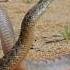 Animal The Snake Fight Club Mehrab Wildlife