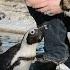 Kumbali And Kago Meet African Penguins
