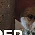 ONE PIECE Season 2 Chopper First Look Netflix