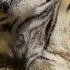Birth Of Twin Tiger Cubs Tigers About The House BBC Earth