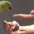How To Get A Bird To Like Other People Alexandrine Parakeet