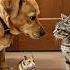A Dog A Cat And A Hamster Who Gets The Last Treat