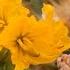 Паслен колючий Solanum Rostratum Dun