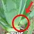 The Truth About Aloe Vera