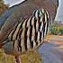 Chakor Voice Partridgevoice Birdsvoice Teetarvoice