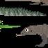 Reptiles Snakes Lizards Crocodilians Turtles The Kids Picture Show Fun Educational