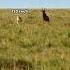 Cheetah Speed Vs Topi Trending Animals Wildlife Youtubeshorts Youtube Shorts Cheetah Topi