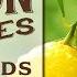 How To Grow Lemon Trees From Seeds Step By Step Guide