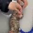 Röntgeni çekilen Bir Kedi Yattığı Yerde Rahat Durmadı