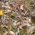 Coltsfoot