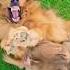 What Happened Music Live Love Fun Shorts Youtubeshorts Youtube Like Funnydog Puppy Cute