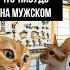 Котик мужик мемныекоты котики прикол Shorts