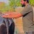 Daso V Farming Jattlifestudio Jattlifestudios Agriculture Kisan Funny Funny Shorts