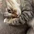 Во сне или на яву домашниеживотные Cat веселыекоты Pets