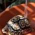 5 Reasons I Fig Tortoiselove Reptiles Petsofyoutube