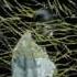 Forest Swords The Weight Of Gold