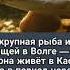 Самые интересные факты о реке Волга