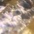 Silverfish
