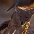 A Close Call Dogs In The Wild BBC Earth