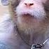 Dance Monkey Mystirio Dance Mix Audiophile Quality