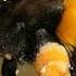 Bumblebees Enjoy Playing With Balls According To Study BBC News