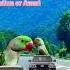 Talking Parrot So Cute Mitho Mitho Shorts Mitho Ytshorts Trending Shortsfeed SultanorAmmi