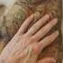 THE RETURN FROM CAMILLO Catshorts Cat Funnyvideo Cats Funnycats Pets Funnycats Foryou