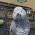 Those Darn Interrupting Lasers Giz Is Signing Out On This One Talkingparrot Funnybirds